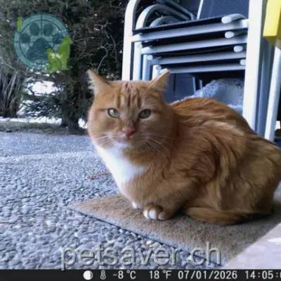 chatte lost 12 Rue de Riondette 3967 Vercorin Chipolata