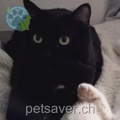 chatte lost 27a Route du Simplon 3960 Sierre Pandore