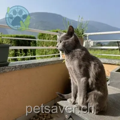 chatte lost 40 Chemin de Chantevent 3960 Sierre Raissa