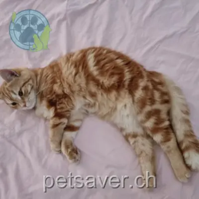 chatte lost 50 Route de St-Raphaël 1971 Grimisuat Bela