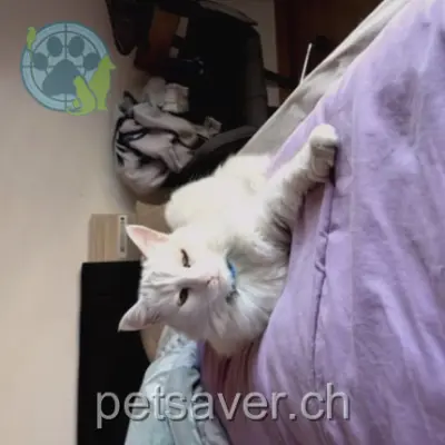 chatte lost 7 Chemin du Levant 1967 Bramois Canaille