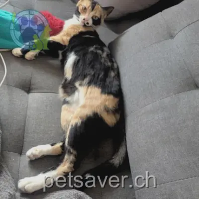 chatte lost 27 Avenue de France 1950 Sion Leucky