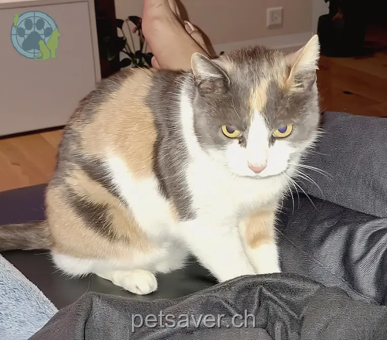 chatte lost 23 Rigistrasse 6312 Steinhausen Dodo