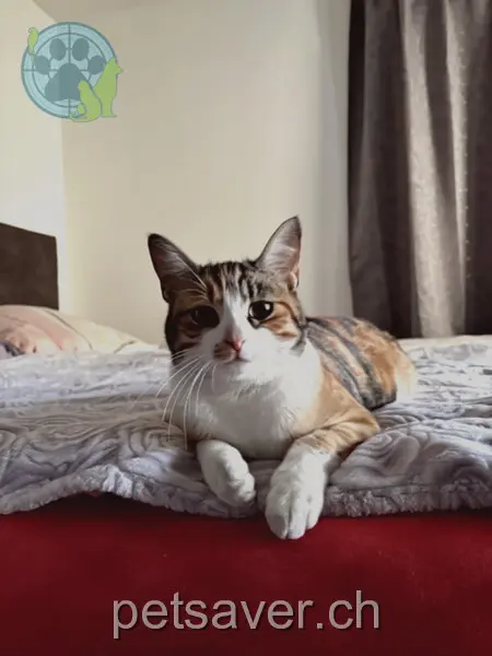 chatte lost 6a Gewerbestrasse 6314 Unterägeri Lotta