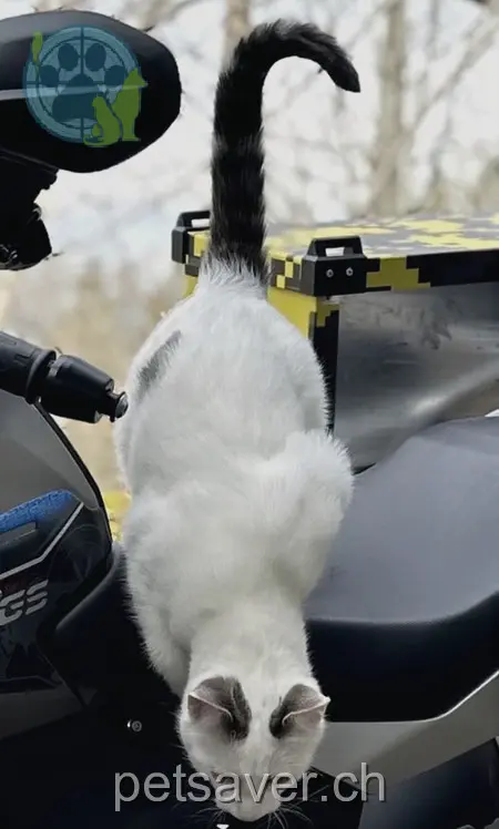 chatte lost 2 Rämslistrasse 6418 Alosen Schnee