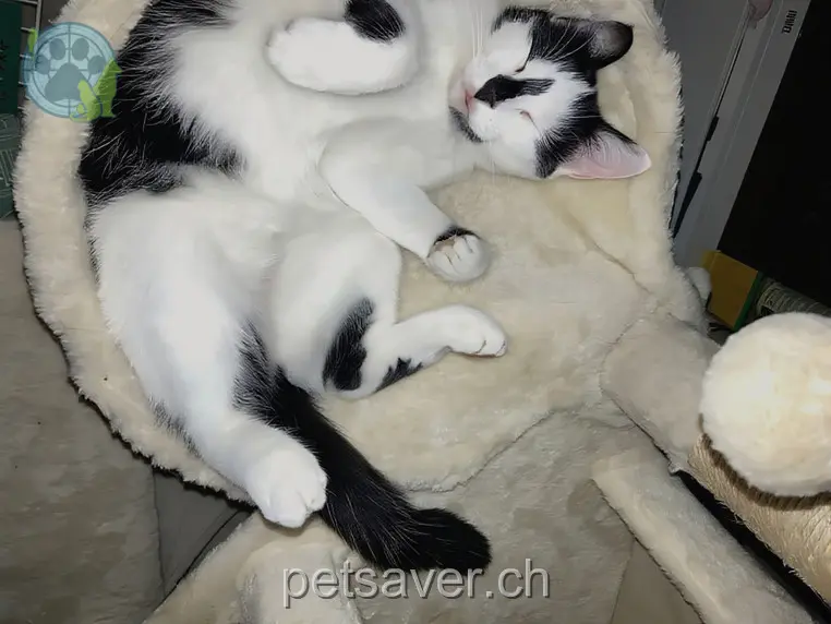 chatte lost 36 Hauptstrasse 6315 Oberägeri Yumi