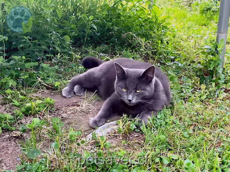 chatte lost 25 Aentlerweg 8932 Mettmenstetten Lucy