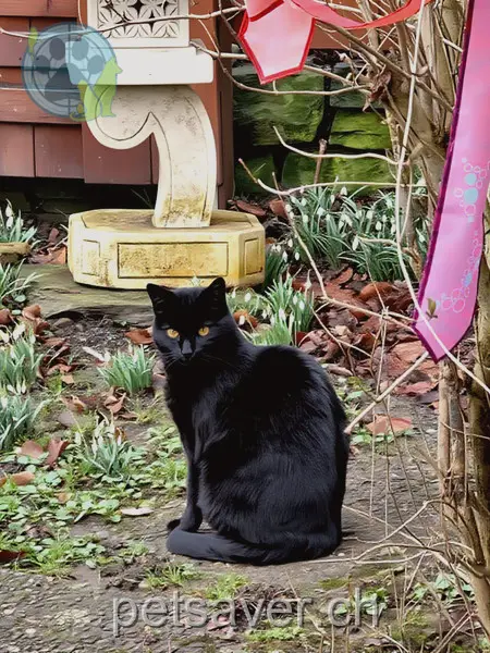 chatte lost 3 Mülibachweg 8925 Ebertswil Mia