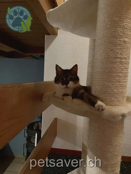 chatte lost 3 Erspachstrasse 8932 Mettmenstetten Phoebe