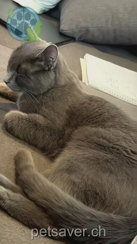 chatte lost 6 Chlätterstrasse 8458 Dorf Blini