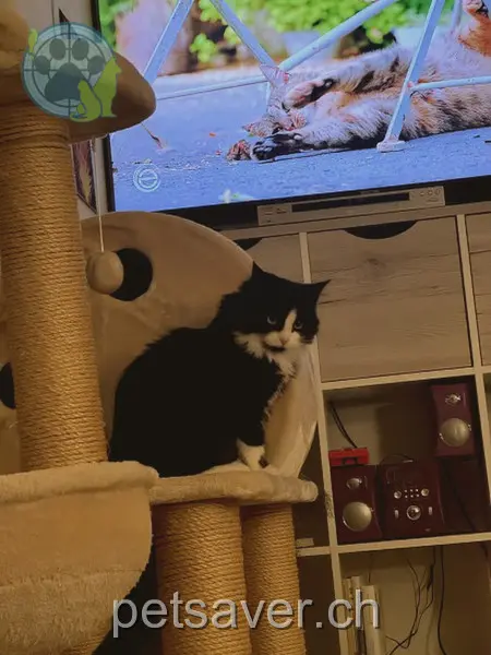 chatte lost 59 Dorfstrasse 8468 Unterstammheim Diva