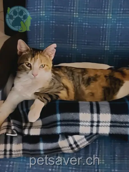 chatte lost 98 Poststrasse 8462 Rheinau Luna