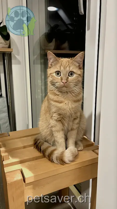 chatte lost 6 Marthalerstrasse 8453 Alten Nova