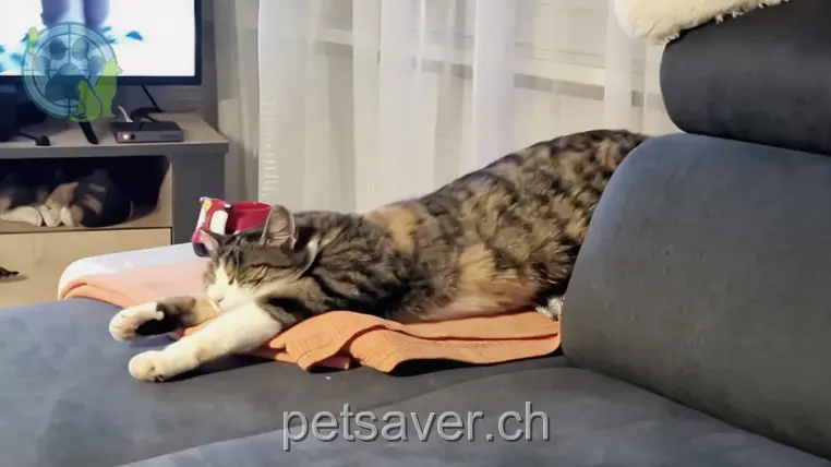 chatte lost 6 Fuchsrain 8304 Wallisellen Fiori