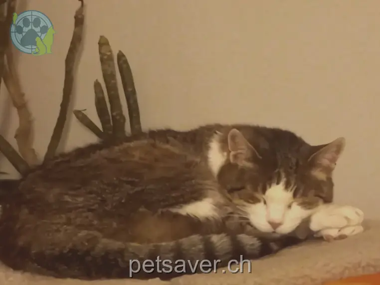 chatte lost 17 Mittlere Gstücktstrasse 8180 Bülach Ginia