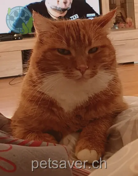 chatte lost 16 Poststrasse 8194 Hüntwangen Neria