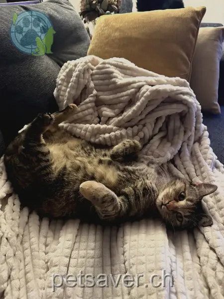 chatte lost 3  8192 Glattfelden Shira