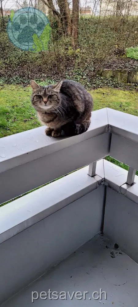 chatte lost 10 Oberhauserstrasse 8152 Glattbrugg Sina