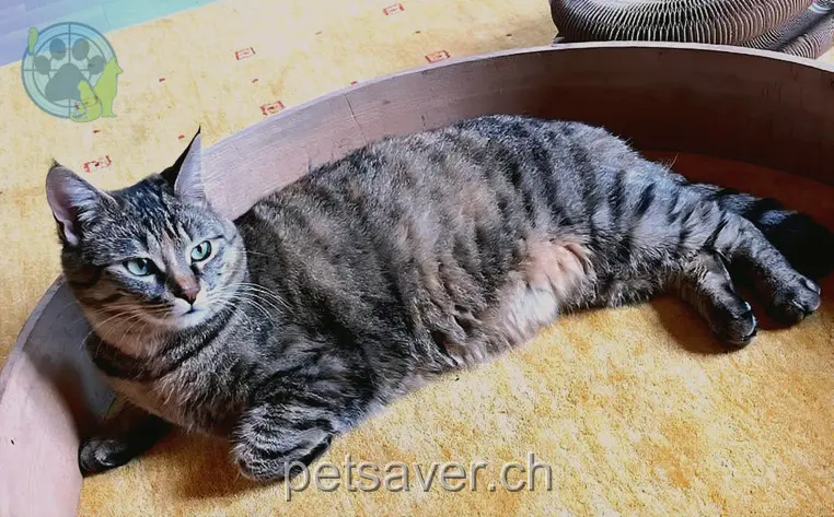 chatte lost 24 Stationsstrasse 8105 Adlikon b. Regensdorf Lucie