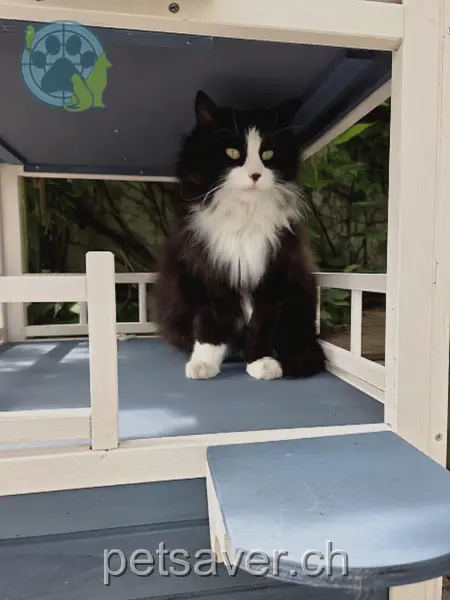 chatte lost 3a Am Mülibach 8157 Dielsdorf Malia