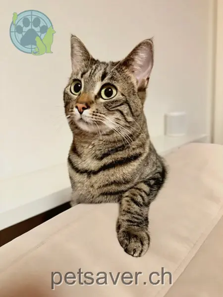 chatte lost 177 Schulstrasse 8105 Adlikon b. Regensdorf Nia