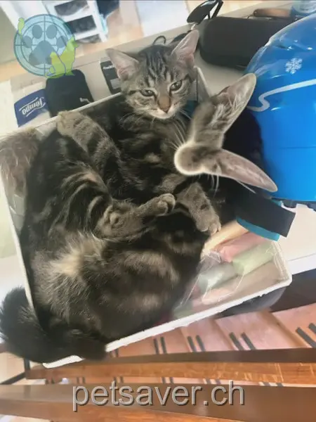 chatte lost 16 Kirchgasse 8903 Landikon Bella