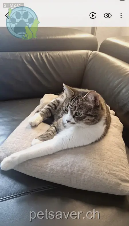 chatte lost 72 Moosstrasse 8630 Rüti (ZH) Lucy