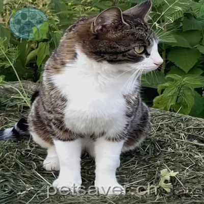 chatte lost 13 Holensteinstrasse 8344 Bäretswil Mina