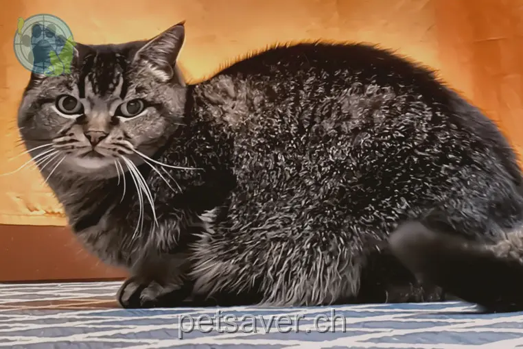 chatte lost 6 Steinstrasse 8630 Rüti (ZH) Tigerli