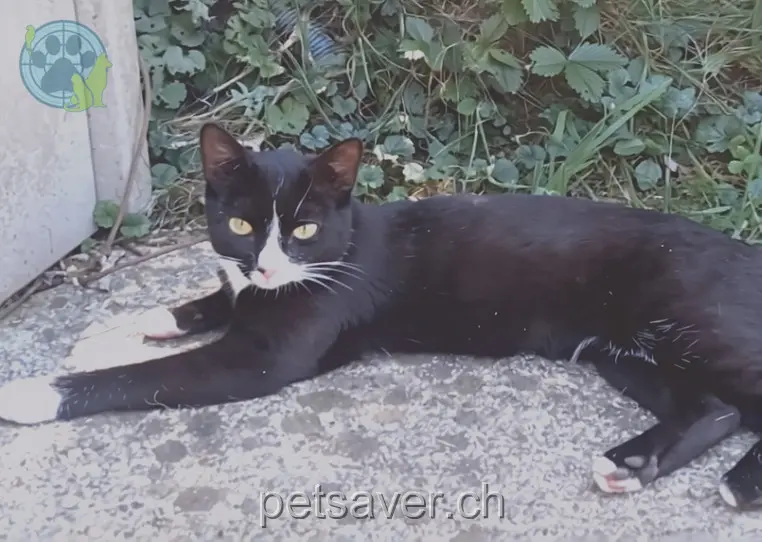 chatte lost  Hottingerweg 8820 Wädenswil Barry