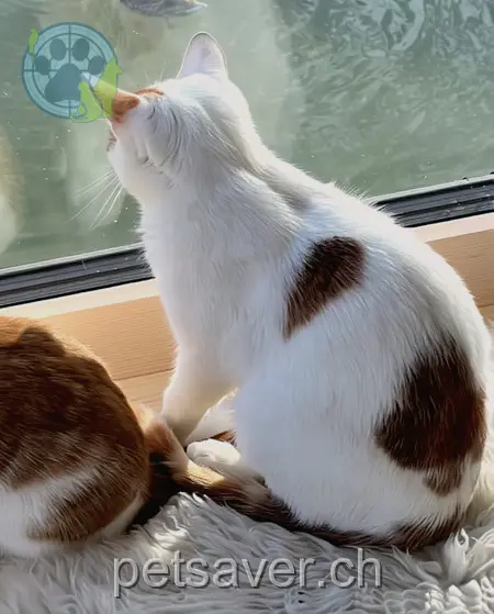 chatte lost 17 Zelgstrasse 8134 Adliswil Charlie