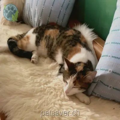 chatte lost 29a Untere Schwandenstrasse 8805 Samstagern Ginger