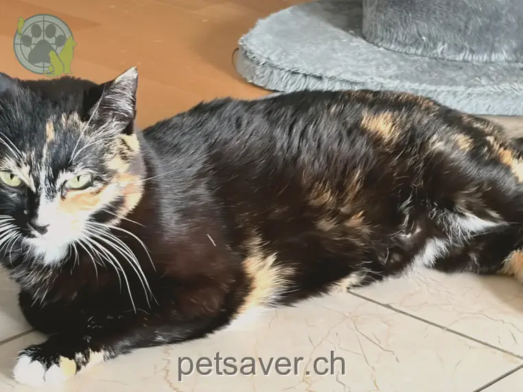chatte lost 256 Burgstrasse 8706 Obermeilen Bella