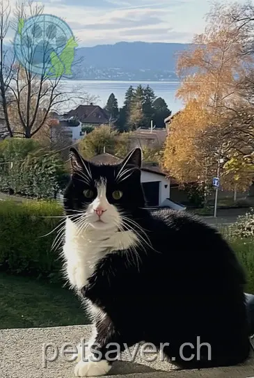 chatte lost 10 Bauisstrasse 8702 Zollikon Fipsi