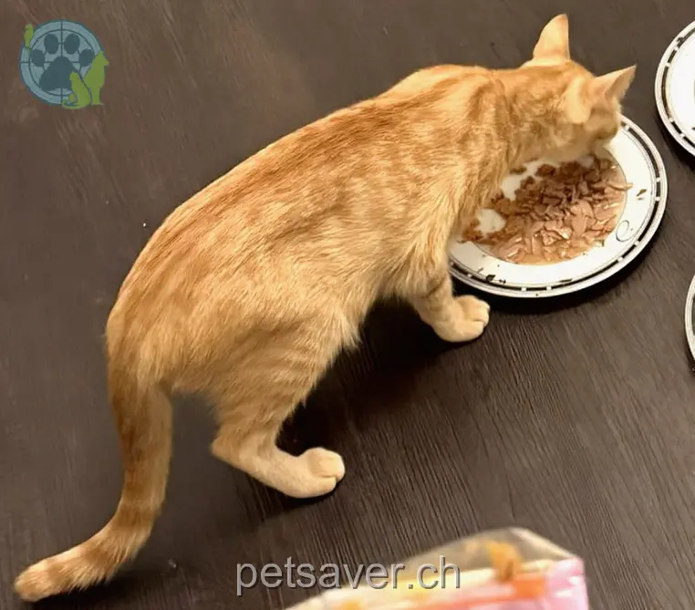 chatte lost 24 Forchstrasse 8704 Herrliberg Phoebe