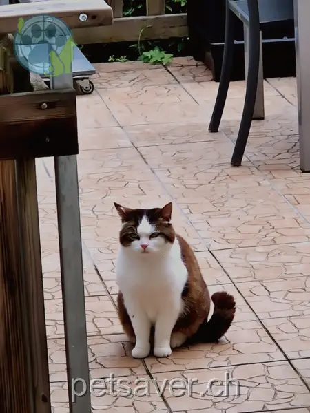 chatte lost 1 Weinrebenstrasse 8708 Männedorf Raki