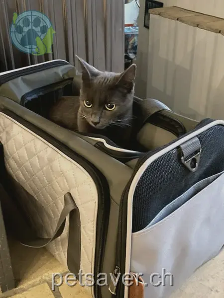 chatte lost 152 Rainstrasse 8706 Feldmeilen Sol