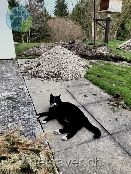 chatte lost 58 Mattstrasse 8499 Bauma (Zurich) Carline