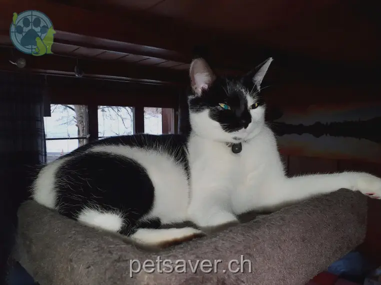 chatte lost  Schürlistrasse 8499 Sternenberg Fläckli