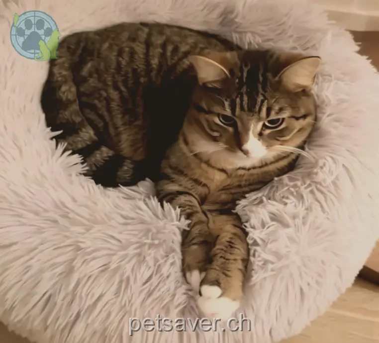 chatte lost  Im Bürgli 8332 Russikon Millie