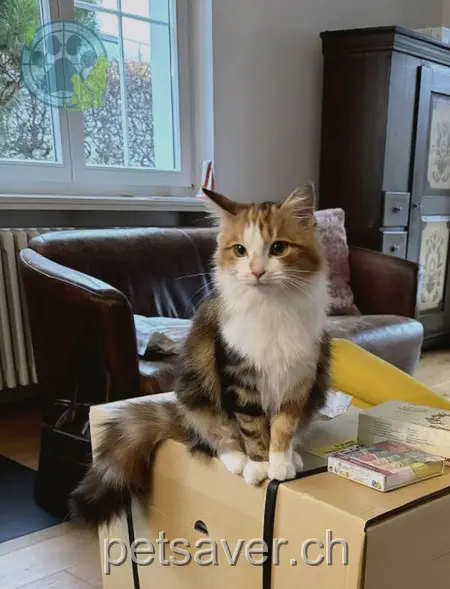 chatte lost 7 Sunnmattstrasse 8330 Pfäffikon Nova