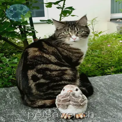 chatte lost 22 Chalcheren 8484 Theilingen Padme