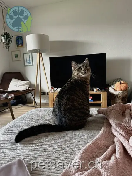 chatte lost 35 Kindhauserstrasse 8604 Hegnau Anna