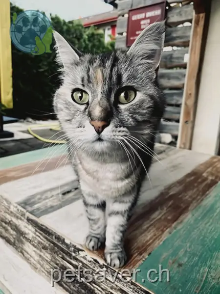 chatte lost 42 Dorfstrasse 8306 Brüttisellen Meitä