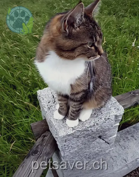 chatte lost 25 Brunnenwiese 8132 Hinteregg Mia