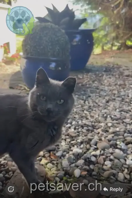 chatte lost 1  8354 Heurüti Balu