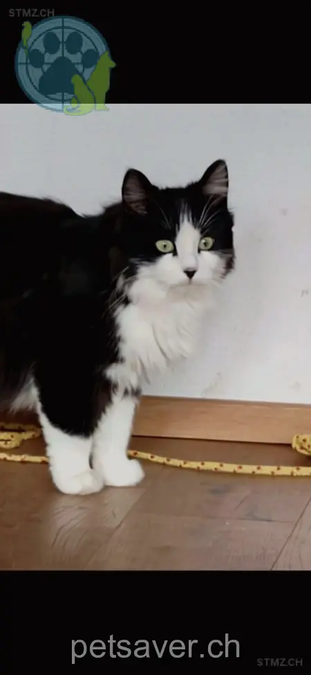 chatte lost 2 Mühleweg 8488 Turbenthal Chaplin