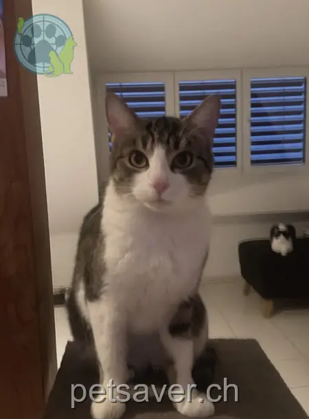 chatte lost 8b Weiachstrasse 8413 Neftenbach Jeannie