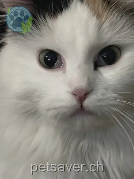 chatte lost 8 Dürrenrainstrasse 8422 Pfungen Lisa