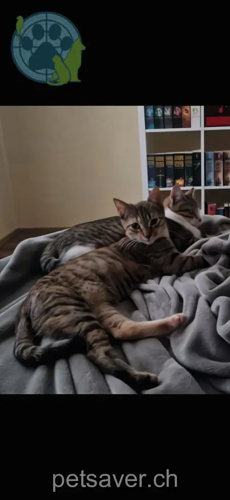 chatte lost 4 Blumenweg 8472 Seuzach Maddie